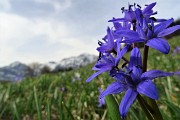 56 Scilla silvestre (scilla bifolia) alla macro 